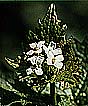une fleur blanche